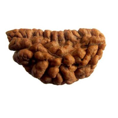 1 Mukhi Rudraksh