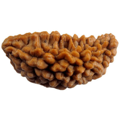 1 Mukhi Rudraksh