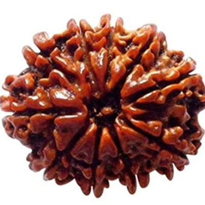10 Mukhi Rudraksh