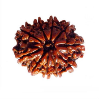 10 Mukhi Rudraksh