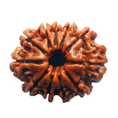 11 Mukhi Rudraksh