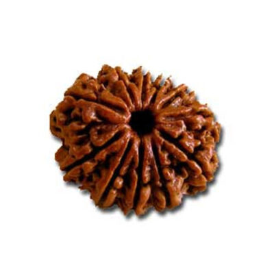 11 Mukhi Rudraksh