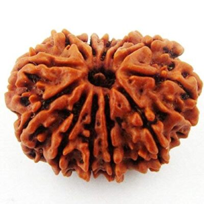 12 Mukhi Rudraksh