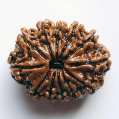 12 Mukhi Rudraksh