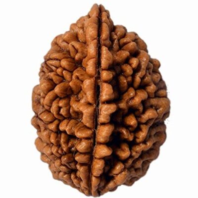 2 Mukhi Rudraksh