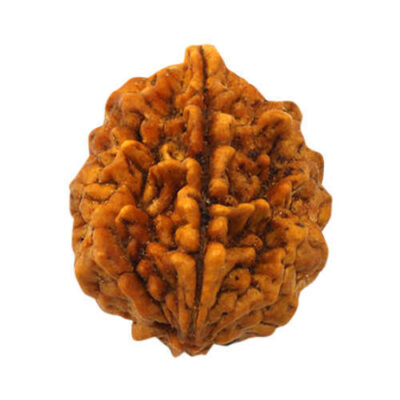 2 Mukhi Rudraksh