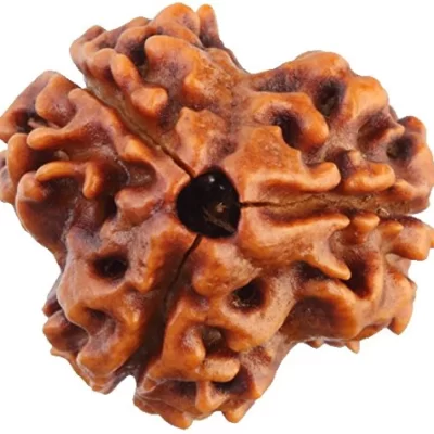 3 Mukhi Rudraksh