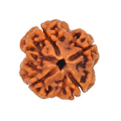 4 Mukhi Rudraksh