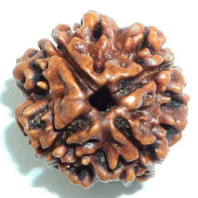4 Mukhi Rudraksh