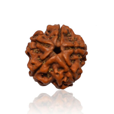 5 Mukhi Rudraksh