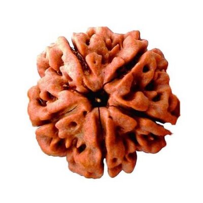 5 Mukhi Rudraksh