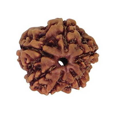 6 Mukhi Rudraksh