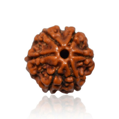 6 Mukhi Rudraksh