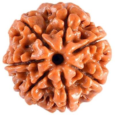 7 Mukhi Rudraksh