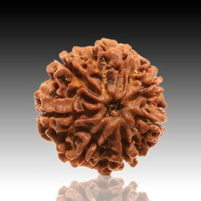 7 Mukhi Rudraksh
