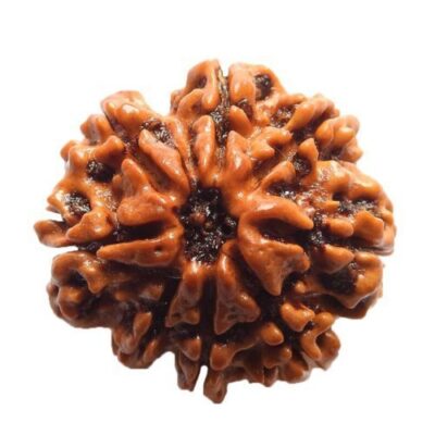 8 Mukhi Rudraksh