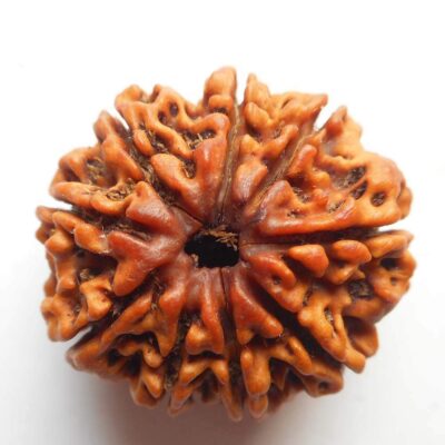 9 Mukhi Rudraksh
