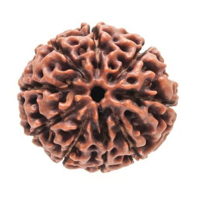 9 Mukhi Rudraksh