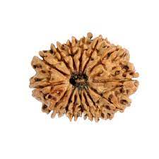 17 Mukhi Rudraksh
